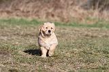 GOLDEN RETRIEVER 050